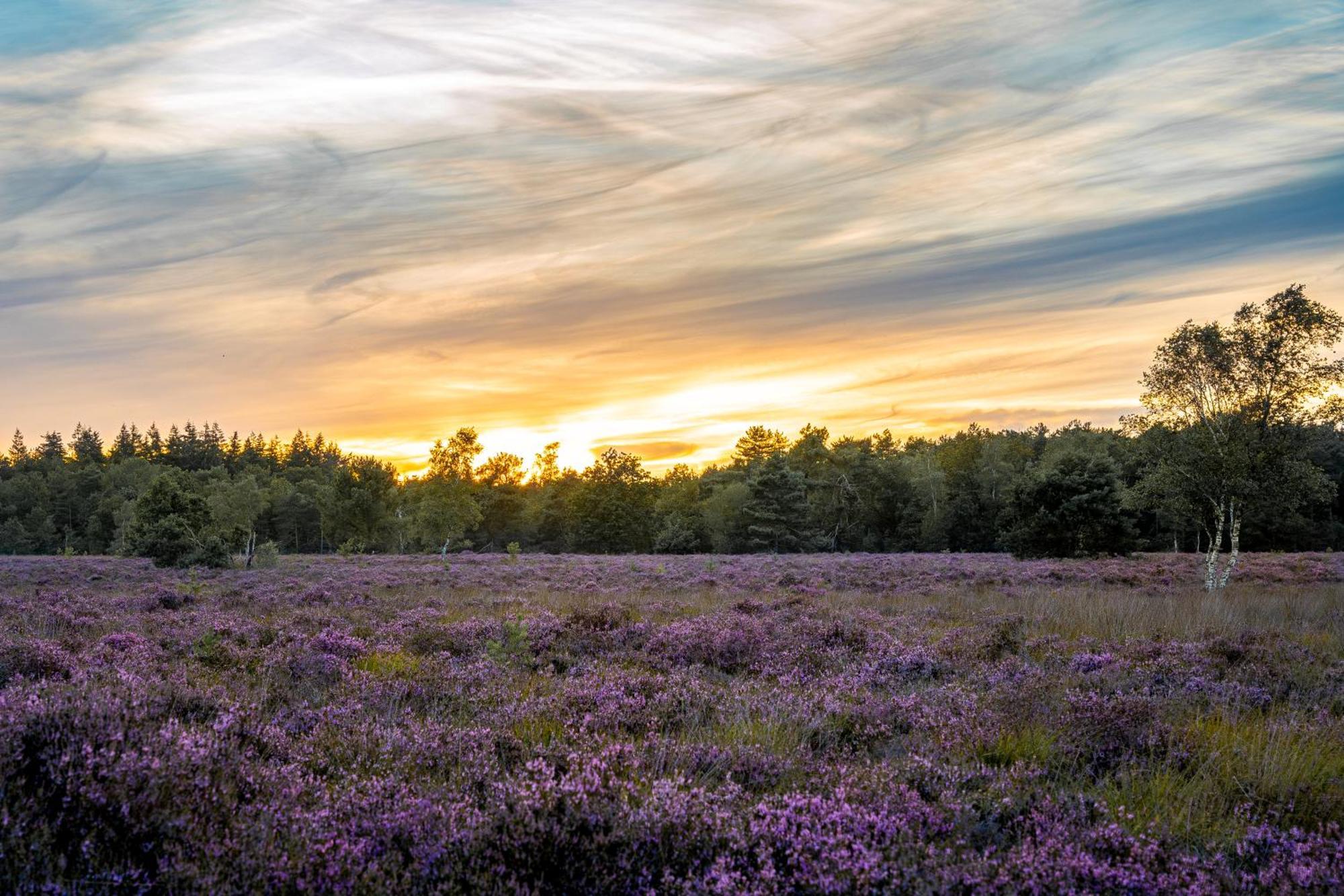 Veluwe Park Reewold Chalet Infinity Putten Kültér fotó